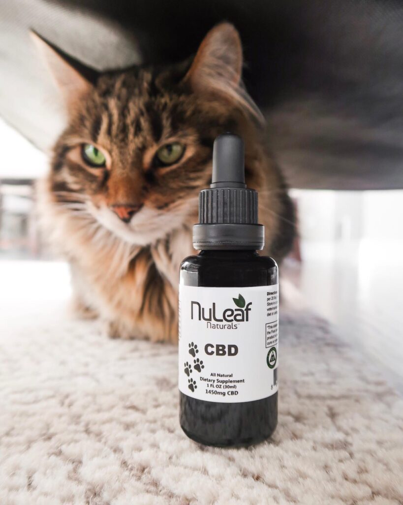 cat cbd oil